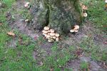 PICTURES/Killarney National Park - Torc Falls & Muckross Abbey/t_DSC00181.JPG